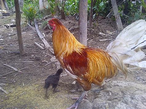 Ayam bangkok memang sudah terkenal dengan keunggulannya. foto dan gambar ayam pilipina atau philipine