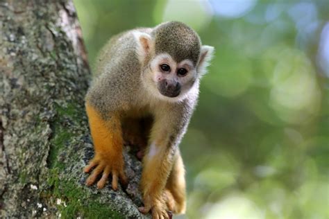 Fotos Gratis Animal Fauna Silvestre Mamífero Primate Mono Ardilla