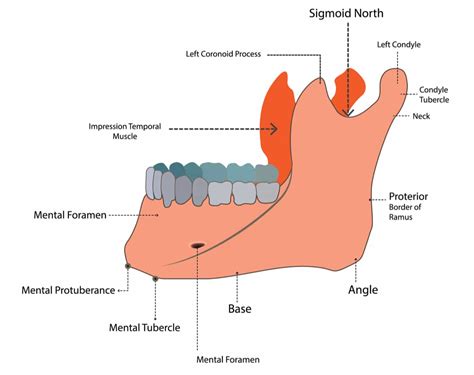 The Mandible Lower Jaw Anatomy Structures And Function