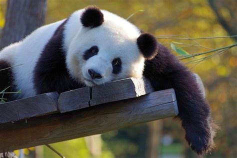 250 Best Panda Names Best Way To Name Your Panda Petpress