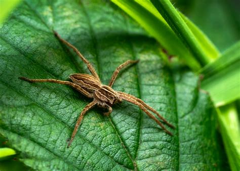 Is The Wolf Spider Bite Harmful To Humans The Bermudian Magazine