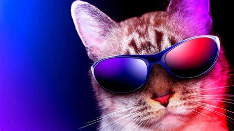 4k Cool Sunglass Funny Eyewear Cat Hd Wallpaper