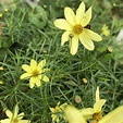 Coreopsis Moonbeam (Threadleaf Coreopsis) | Yellow House Heritage ...