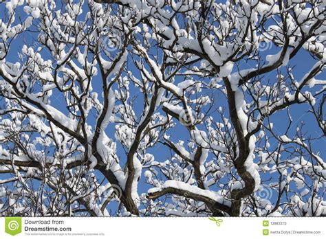 Snow Covered Branches Of A Large Tree Stock Photo Image