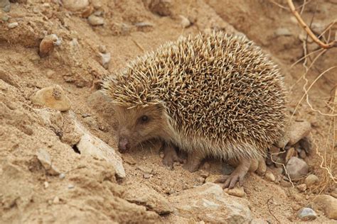 Amur Hedgehog The Ultimate Guide Hedgehog Registry