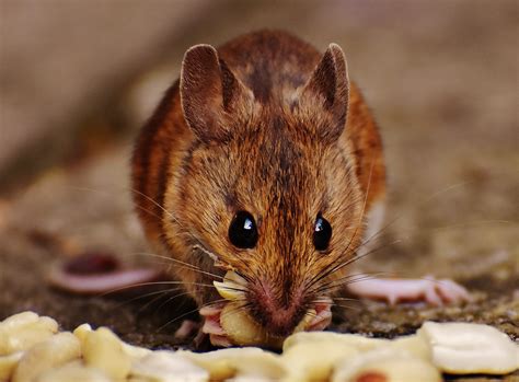 Tips To Handle Mice Infestation In Your House Animal Control