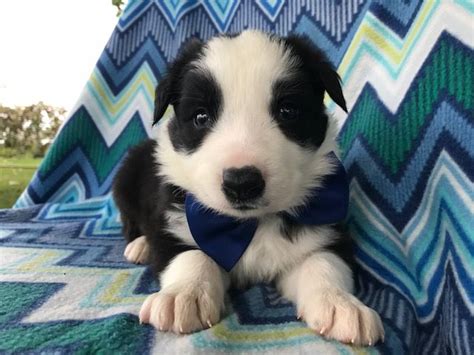 The distinctive and highly intelligent if you see border collie puppies advertised and you think they may be from a farm, it's best not to buy them. Border Collie puppy for sale in QUARRYVILLE, PA. ADN-47971 ...