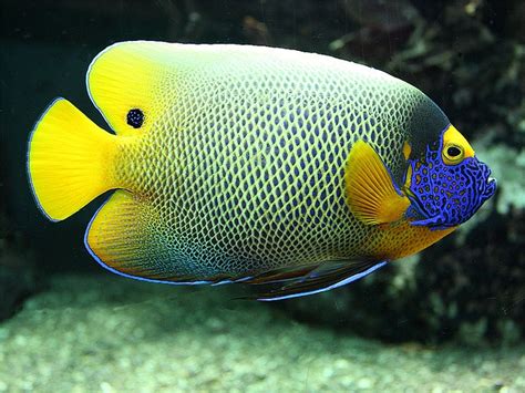Blue Faced Angelfish