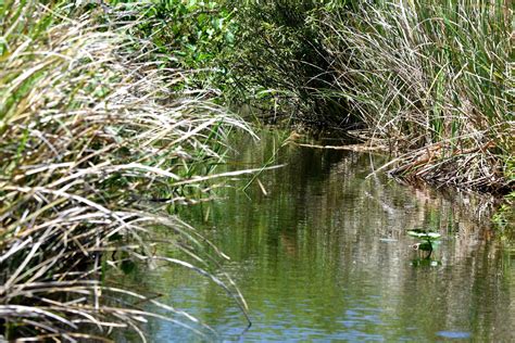 5 Amazing Facts About The Everglades Gladesmen Culture
