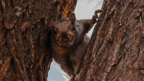 Wallpaper Id 5406 Squirrel Tree Brown Animal 4k Free Download