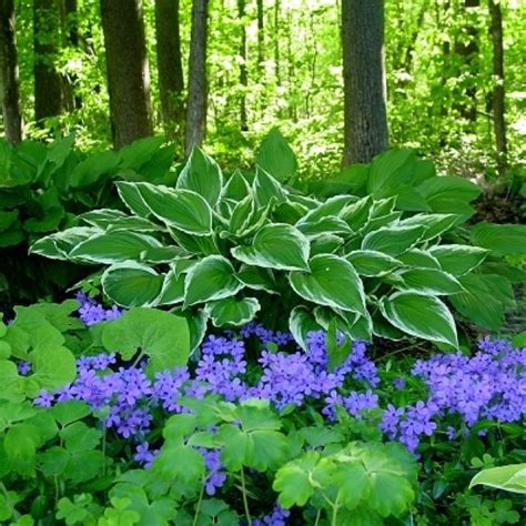 Garden Phlox Hosta Gardens Shade Plants Shade Garden