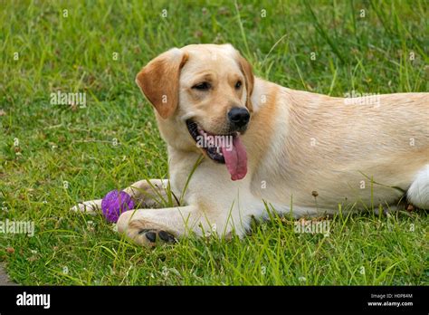 Yellow Labrador Golden Retriever Mix Dog Lying Down On The Lawn With