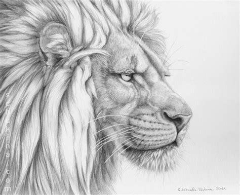 17 Lion Drawings Pencil Drawings Sketches Freecreatives