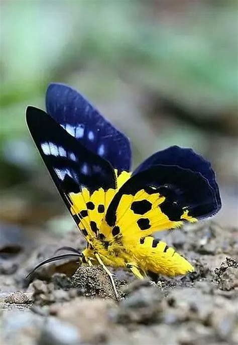 Top 10 Most Beautiful Butterflies In The World Entertainmentmesh