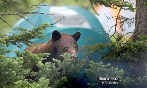 Headed Outdoors Bear Safety Tips Part Two Bearwise