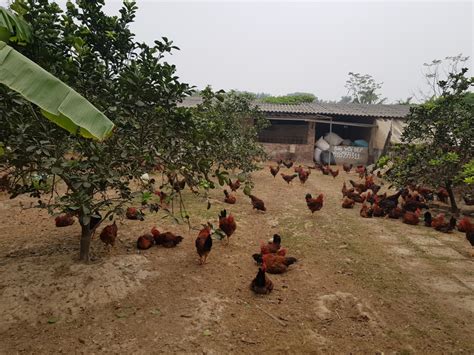 a backyard chicken farm in vietnam passerelle sur l aviculture et les produits avicoles