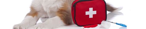 Top 8 Essentials For Your Dogs First Aid Kit Petmate Academy