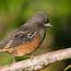 Spotted Towhee  National Geographic