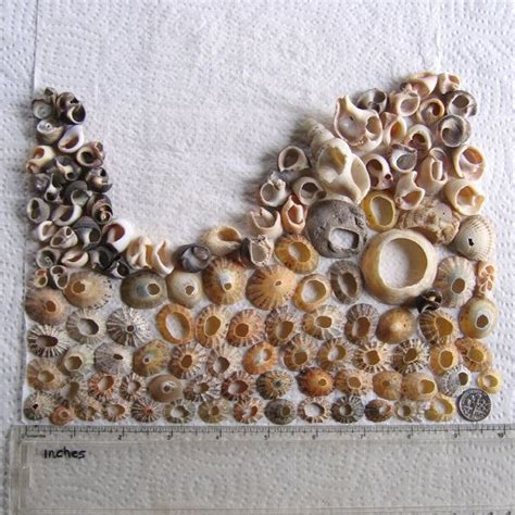 120 Sea Shells Shell Fragments Natural Holes Art Mosaic Craft Etsy