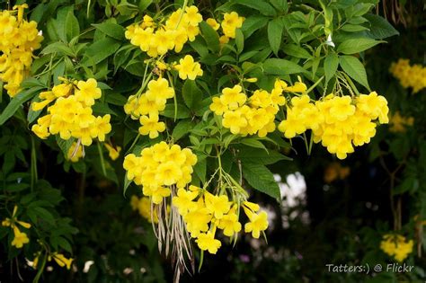 Over 300 varieties of trees and shrubs. Tecoma stans - 'Yellow Trumpet bush' | Flowering trees ...