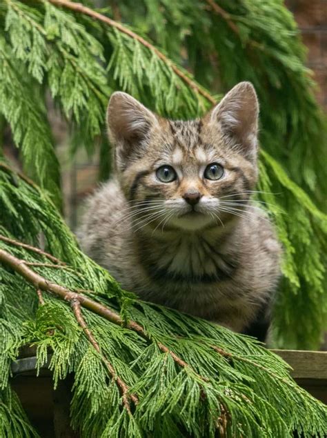 Four Rare And Endangered Wildcat Kittens Born In Scotland