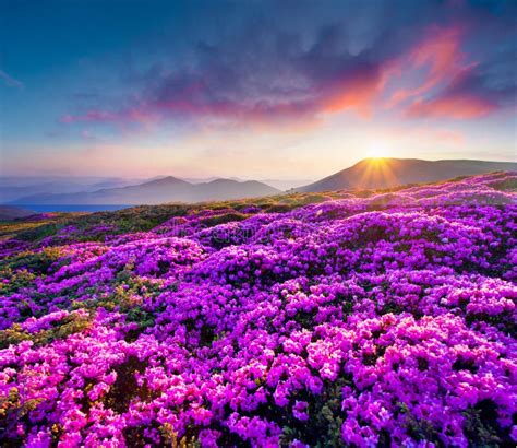 Colorful Summer Sunrise With Fields Of Blooming Rhododendron Flo Stock