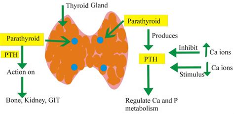 Hyperparathyroidism Causes Symptoms Diagnosis And Treatment