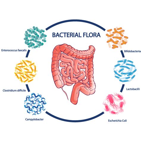 Microbiome Probiotic Supplements Biom Probiotics