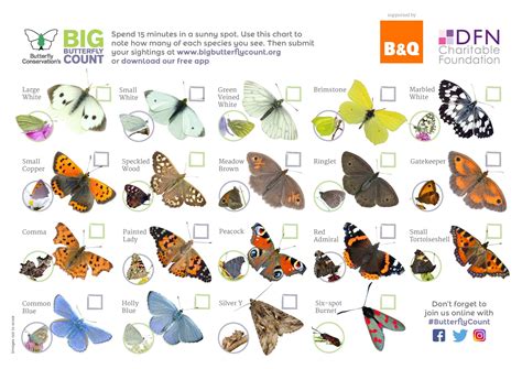 Join In With The Big Butterfly Count And Help Take Natures Pulse