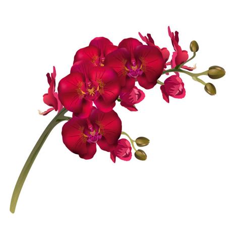 Red Orchid White Background Illustrations Royalty Free Vector Graphics
