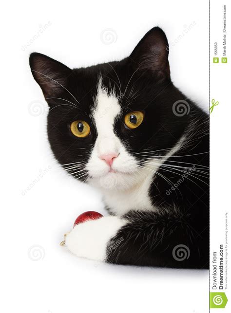 Free black and white cat drawing, download free clip art, free clip art on clipart library. Zwart-witte kat stock afbeelding. Afbeelding bestaande uit ...