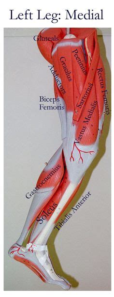 Interactive anatomical atlas of the upper and lower extremities based on anatomical diagrams and ct and mri medical imaging. Human Anatomy and Physiology Diagrams: legs muscle diagram ...