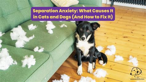 Separation Anxiety Causes And Fixes For Cats And Dogs Companion