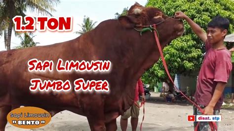 Mengenal Bento Sapi Limousin Terbesar Di Indonesia Youtube