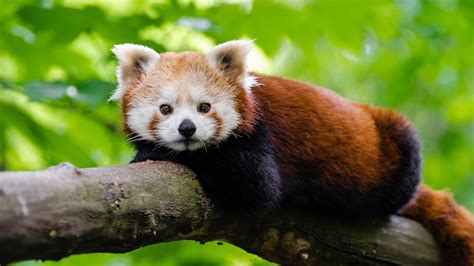 Red Pandas Vs Giant Pandas Animal Facts Love Nature