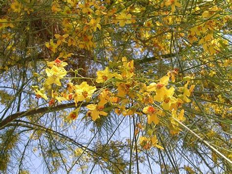 Parkinsonia Aculeata Jerusalem Thorn