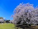 新宿御苑の桜 | 東京とりっぷ