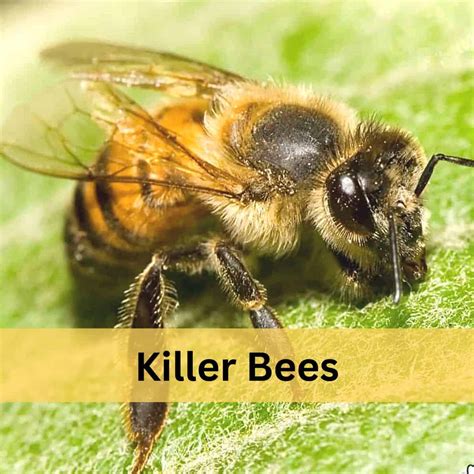 Killer Bee Vs Honey Bee A Tale Of 2 Bees Carolina Honeybees
