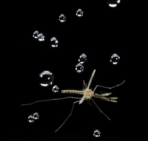 How Tiny Mosquitoes Survive Raindrops Blow Live Science