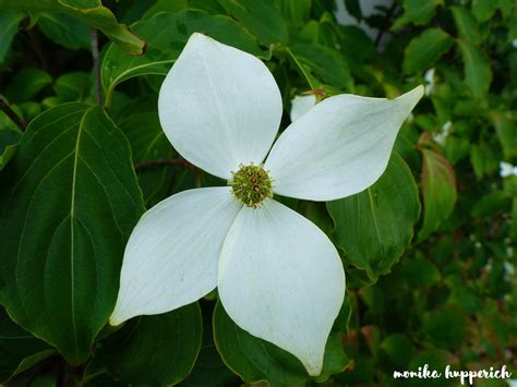 Le gerbere bellissimi e profumatissimi fiori colorati che trasmettono tanta allegria. Pin de Sgnaups en Verde | Verde, Cientificos, Nombres