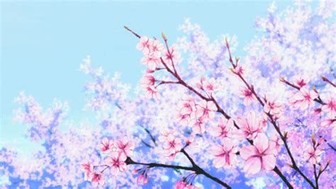  Animation Cherry Blossom Scenery Scenery