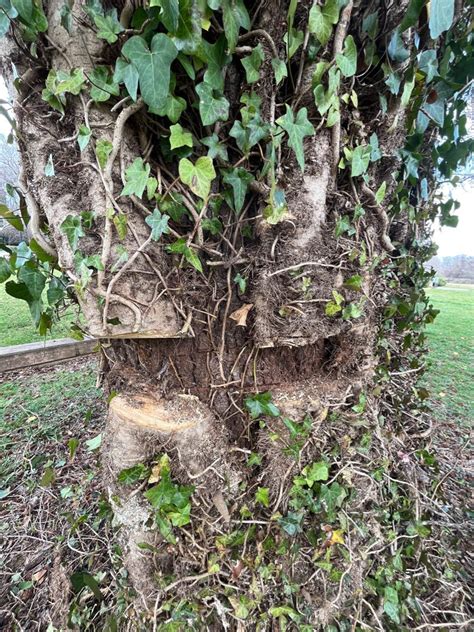 Charlotte Gardening 101 Watch Out For English Ivy In Your Garden Scoop