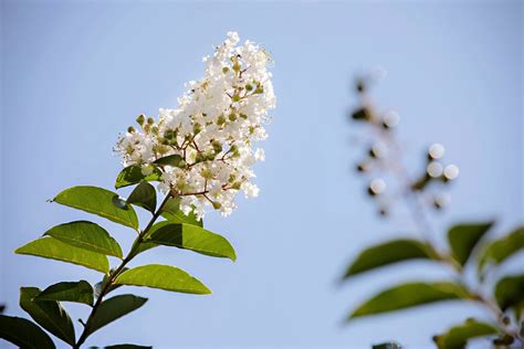 How To Grow White Crepe Myrtle Better Homes And Gardens