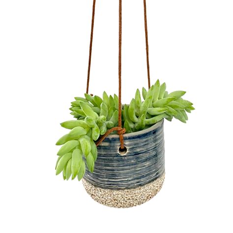 Donkey Tail In Blue Issa Hanging Pot