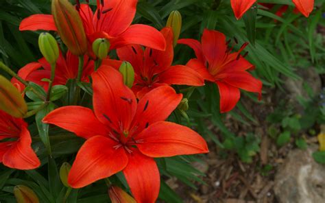 Tiger Lily Red Flower Beautiful Flowers From The Garden 4k Ultra Hd