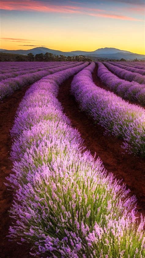 Lavender Farming Land Wonderful Fariy Iphone 8 Wallpapers Free Download