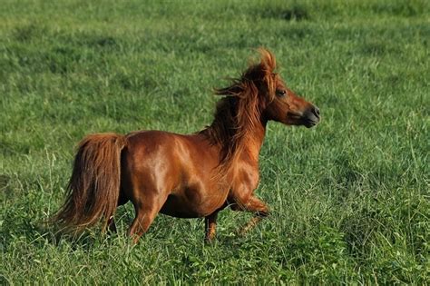 Miniature Horse Facts Lifespan Behavior And Care Guide With Pictures