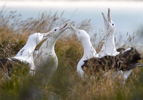 New Zealand Albatross Finally Finds Love After Decade On The Dating Scene Newstalk
