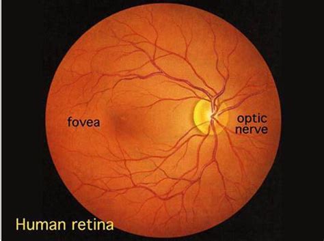 Fundus Camera And Retinal Angiography Fundus Cameras