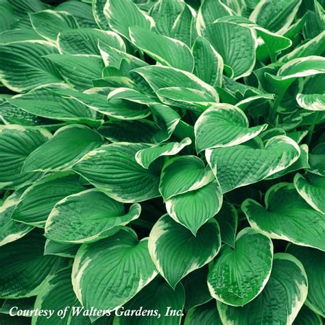 Hosta Francee Plantain Lily From Sandys Plants